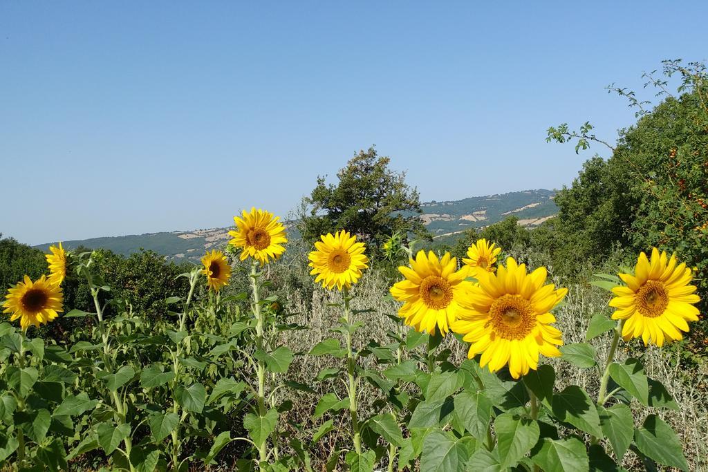 Podere Sant'Angelo Roccalbegna Exteriér fotografie
